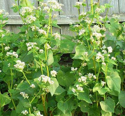 Buckwheat